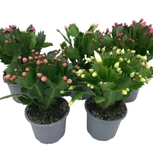 Christmas & Thanksgiving Cactus Live Plants - 2 Mix, 4-6