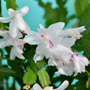 Christmas & Thanksgiving Cactus Live Plants - 2 Pack, 4-6