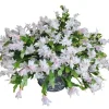 Christmas & Thanksgiving Cactus Live Plants - 2 Pack, 4-6" Tall Schlumbergera Houseplants - Image 1