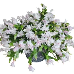 Christmas & Thanksgiving Cactus Live Plants - 2 Pack, 4-6