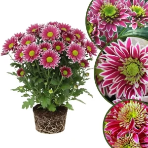 Chrysanthemum Live Plant, White Pink Mums, 4-7 Inch Tall, Perennial Outdoor - Image 7