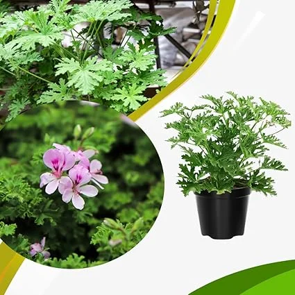 Citronella Live Plant - Fragrant Herb in 4 Inch Pot - Indoor & Outdoor Growing - Image 3