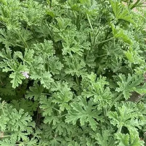 Citronella Live Plants - Set of 2 Potted Fragrant Herb for Outdoor & Indoor, 4-6 inch - Image 2