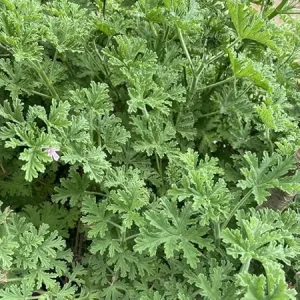 Citronella Live Plants - Set of 2 Potted Fragrant Herb for Outdoor & Indoor, 4-6 inch - Image 4