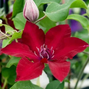 Clematis Vine Plant Live - Dark Purple Perennial Climber in 2.5 Inch Pot - Image 3
