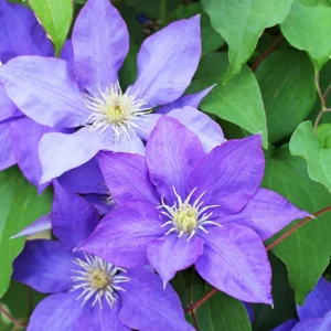 Clematis Vine Plant Live - Dark Purple Perennial Climber in 2.5 Inch Pot - Image 6
