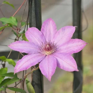 Clematis Vine Plant Live - Dark Purple Perennial Climber in 2.5 Inch Pot - Image 7