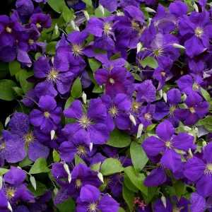 Clematis Vine Plant Live - Dark Purple Perennial Climber in 2.5 Inch Pot - Image 8