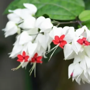 Clerodendrum Live Plants – Trailing Light Bulb Vine – 2-Pack, 5-9 Inches Tall – Indoor/Outdoor - Image 3