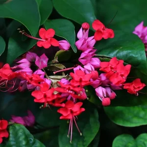 Clerodendrum Live Plants – Trailing Light Bulb Vine – 2-Pack, 5-9 Inches Tall – Indoor/Outdoor - Image 1