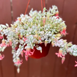 Cliff Cotyledon Pendens Live Plant – Trailing Succulent – Pink Plant – Hanging - Image 2