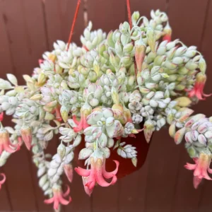 Cliff Cotyledon Pendens Live Plant – Trailing Succulent – Pink Plant – Hanging - Image 3