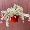 Cliff Cotyledon Pendens Live Plant – Trailing Succulent – Pink Plant – Hanging - Image 1