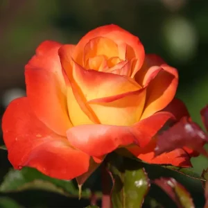 Climbing Rose Bush Live Plant - Delight Rose - Fragrant Heirloom Shrub 7-10 Inch Tall - Image 10