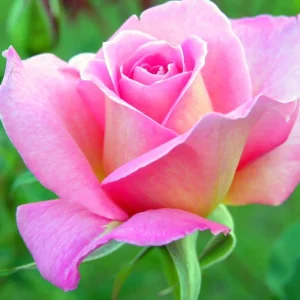 Climbing Rose Bush Live Plant - Delight Rose - Fragrant Heirloom Shrub 7-10 Inch Tall - Image 11