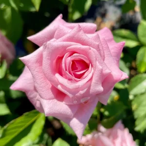 Climbing Rose Bush Live Plant - Delight Rose - Fragrant Heirloom Shrub 7-10 Inch Tall - Image 12