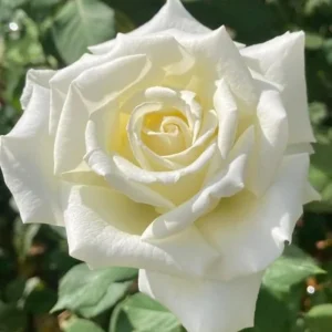 Climbing Rose Bush Live Plant - Delight Rose - Fragrant Heirloom Shrub 7-10 Inch Tall - Image 13