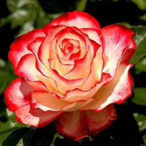 Climbing Rose Bush Live Plant - Delight Rose - Fragrant Heirloom Shrub 7-10 Inch Tall - Image 14