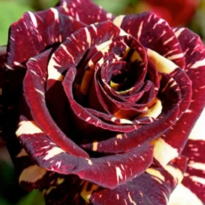 Climbing Rose Bush Live Plant - Delight Rose - Fragrant Heirloom Shrub 7-10 Inch Tall - Image 15