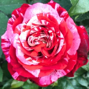 Climbing Rose Bush Live Plant - Delight Rose - Fragrant Heirloom Shrub 7-10 Inch Tall - Image 16