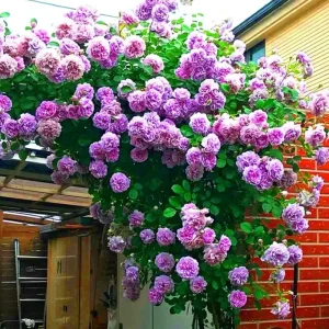 Climbing Rose Bush Live Plant - Delight Rose - Fragrant Heirloom Shrub 7-10 Inch Tall - Image 3