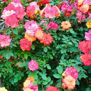 Climbing Rose Bush Live Plant - Delight Rose - Fragrant Heirloom Shrub 7-10 Inch Tall - Image 4