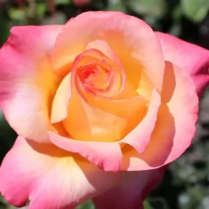 Climbing Rose Bush Live Plant - Delight Rose - Fragrant Heirloom Shrub 7-10 Inch Tall - Image 6