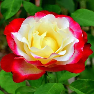 Climbing Rose Bush Live Plant - Delight Rose - Fragrant Heirloom Shrub 7-10 Inch Tall - Image 7