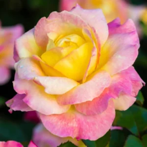 Climbing Rose Bush Live Plant - Delight Rose - Fragrant Heirloom Shrub 7-10 Inch Tall - Image 8