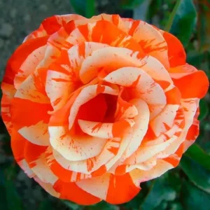 Climbing Rose Bush Live Plant - Delight Rose - Fragrant Heirloom Shrub 7-10 Inch Tall - Image 1