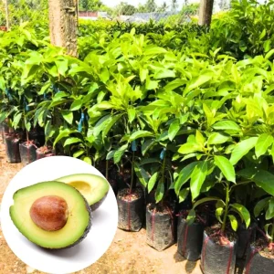 Cold Hardy Avocado Tree Live Plant - 1-2 Feet Tall, Zones 5-11, Indoor/Outdoor - Image 1