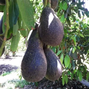 Cold Hardy Avocado Tree Live Plant - 1-2 Feet Tall, Zones 5-11, Indoor/Outdoor - Image 2