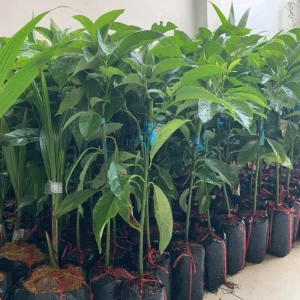 Cold Hardy Avocado Tree Live Plant - 1-2 Feet Tall, Zones 5-11, Indoor/Outdoor - Image 6