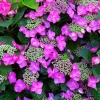 Cold Hardy Hydrangea Live Plant, 5-10 inch Starter Bush, Purple Pink Blue Rebloomer, Outdoor - Image 1