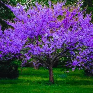 Cold Hardy Redbud Tree Live Plant 1-2 Ft, Bare Root Eastern Red Bud, Zones 4-9 - Image 2