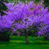 Cold Hardy Redbud Tree Live Plant 1-2 Ft, Bare Root Eastern Red Bud, Zones 4-9 - Image 1