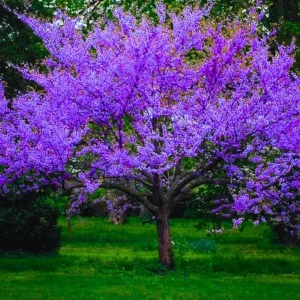 Cold Hardy Redbud Tree Live Plant 1-2 Ft, Bare Root Eastern Red Bud, Zones 4-9 - Image 7