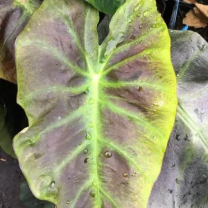 Colocasia Esculenta Live Plant - Elephant Ear Taro, 5-9