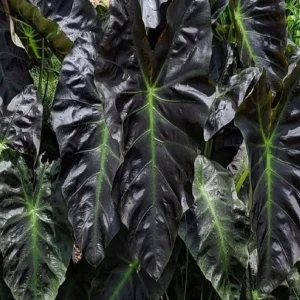 Colocasia Esculenta Live Plant - Elephant Ear Taro, 5-9
