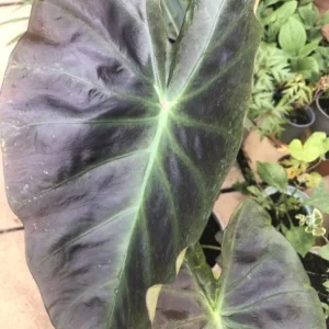 Colocasia Esculenta Live Plant - Elephant Ear Taro, 5-9