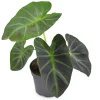 Colocasia Esculenta Live Plant - Elephant Ear Taro, 5-9" Tall, Easy Grow - Image 1