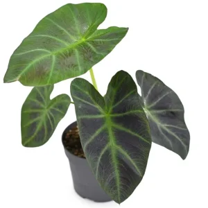 Colocasia Esculenta Live Plant - Elephant Ear Taro, 5-9