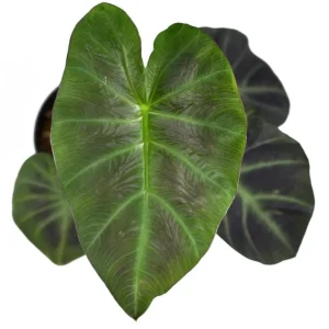 Colocasia Esculenta Live Plant - Elephant Ear Taro, 5-9