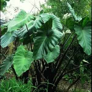 Colocasia Live Plants – Black Stem Elephant Ear, 3 Pack, 5-8 Inch Tall, Indoor/Outdoor - Image 2