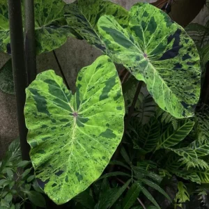 Colocasia Live Plants – Black Stem Elephant Ear, 3 Pack, 5-8 Inch Tall, Indoor/Outdoor - Image 3