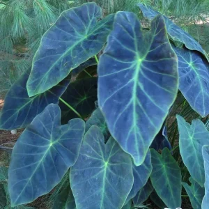 Colocasia Live Plants – Black Stem Elephant Ear, 3 Pack, 5-8 Inch Tall, Indoor/Outdoor - Image 4