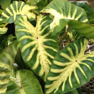 Colocasia Live Plants – Black Stem Elephant Ear, 3 Pack, 5-8 Inch Tall, Indoor/Outdoor - Image 1