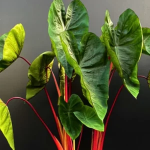 Colocasia Live Plants – Black Stem Elephant Ear, 3 Pack, 5-8 Inch Tall, Indoor/Outdoor - Image 6