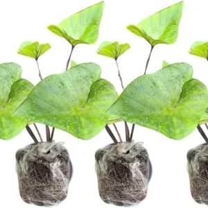 Colocasia Live Plants – Black Stem Elephant Ear, 3 Pack, 5-8 Inch Tall, Indoor/Outdoor - Image 7