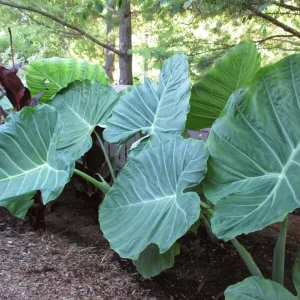 Colocasia 'Thai Giant' Elephant Ear Live Plant - Tropical Foliage, Indoor/Outdoor, 10-12 Inches Tall - Image 2